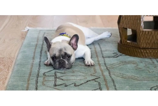 Choosing the right dog rug for your dog is important