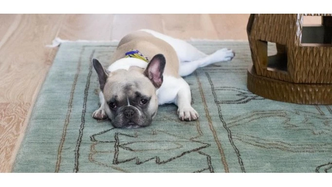 Choosing the right dog rug for your dog is important
